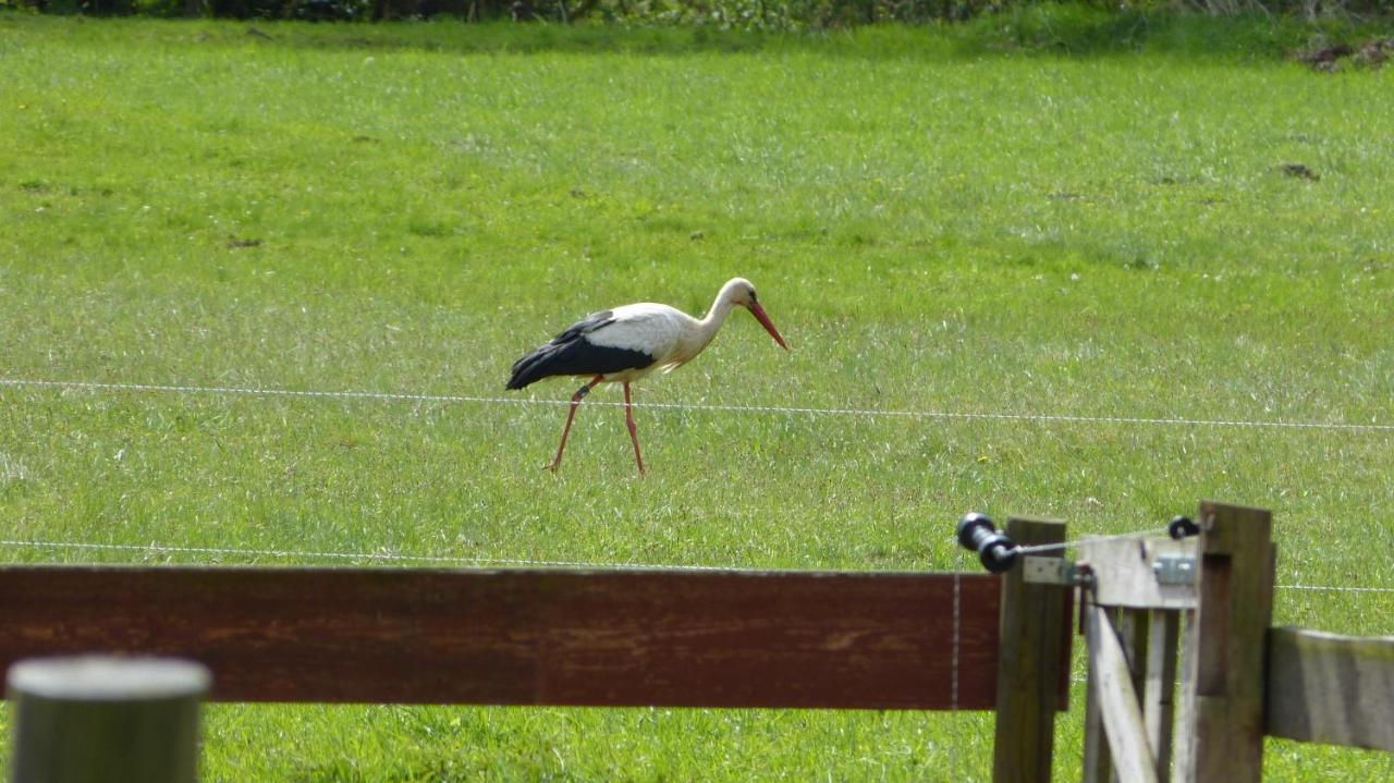 Im Spreewald In Idyllischer Alleinlage *